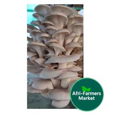 mushroom